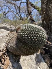 Mammillaria orcuttii