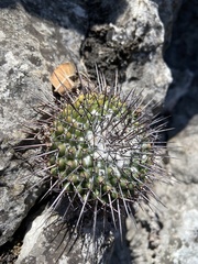 Mammillaria orcuttii