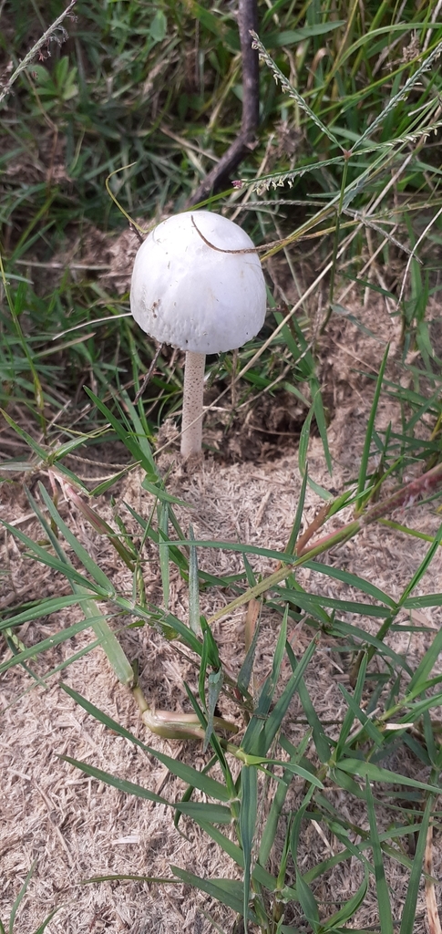 Panaeolus antillarum · April 2021 · photo: © pablohcapovilla (iNaturalist, cc-by)