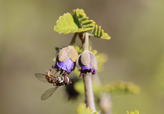 Allograpta hortensis