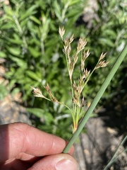 Juncus textilis