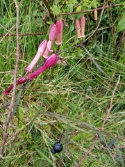Passiflora hyacinthiflora