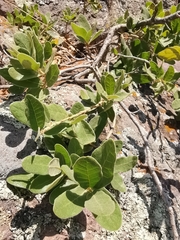 Rhus standleyi
