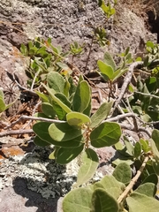 Rhus standleyi