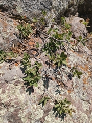 Rhus standleyi