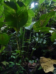 Anthurium lancea