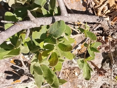 Rhus standleyi