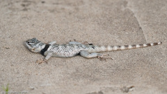 Sceloporus poinsettii