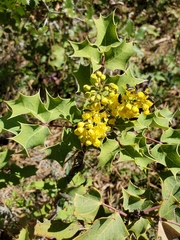 Berberis dictyota