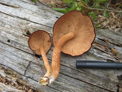 Tricholomopsis formosa