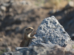 Xerospermophilus tereticaudus