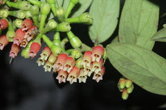 Macleania hirtiflora