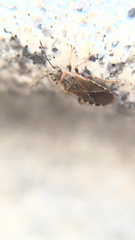 Arocatus melanocephalus