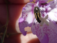 Acmaeodera nigrovittata