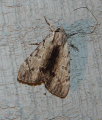 Catocala gracilis