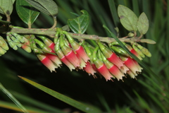Macleania hirtiflora
