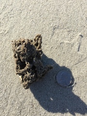 Phragmatopoma caudata