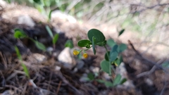 Coronilla scorpioides