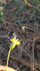 Tridax brachylepis