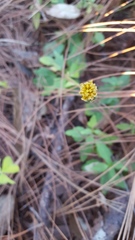 Tridax brachylepis
