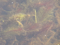 Hippuris vulgaris