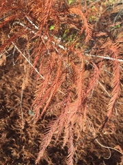 Taxodium distichum