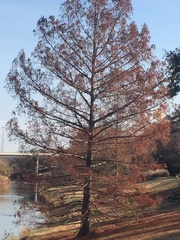 Taxodium distichum