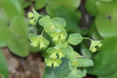 Euphorbia commutata