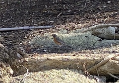 Turdus migratorius