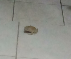 Bufo bufo
