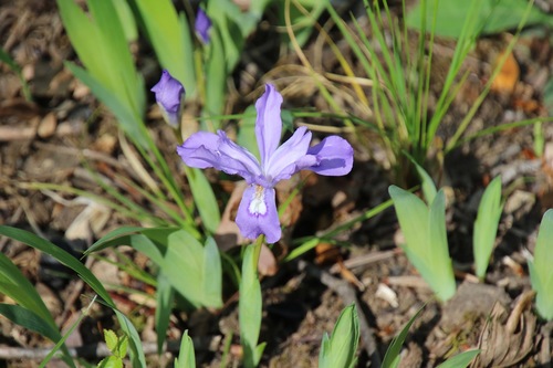 Iris cristata
