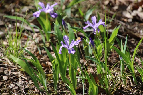 Iris cristata