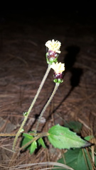 Tridax brachylepis