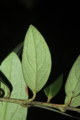 Macleania hirtiflora