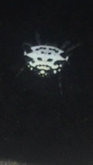 Gasteracantha cancriformis