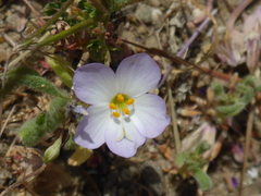 Leptosiphon liniflorus