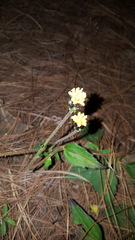 Tridax brachylepis