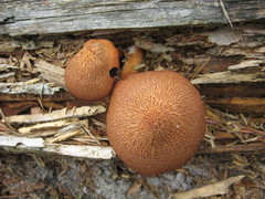 Tricholomopsis formosa