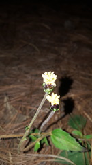 Tridax brachylepis