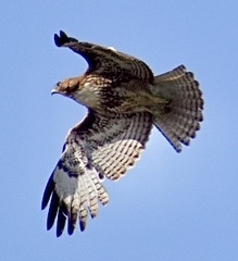 Buteo jamaicensis