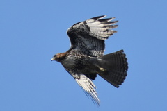 Buteo jamaicensis