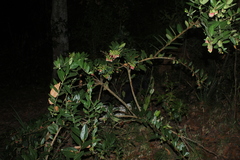 Macleania hirtiflora