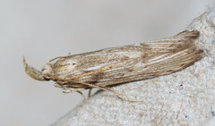 Metopleura potosi