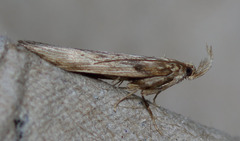 Metopleura potosi