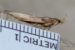 Metopleura potosi