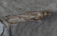 Metopleura potosi