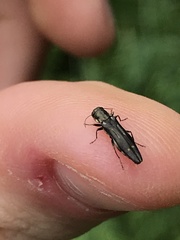 Agrilus obsoletoguttatus