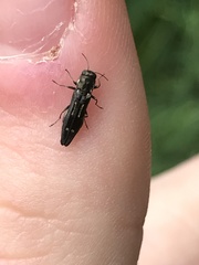 Agrilus obsoletoguttatus