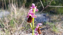 Ophrys bertolonii flavicans