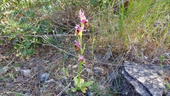 Ophrys bertolonii flavicans